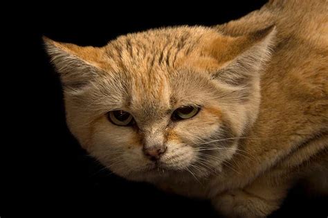 But the unique physiology of domestic cats is what keeps all felines, including domestic cats, are obligate carnivores. Elusive Arabian sand cat spotted after 10 years ...