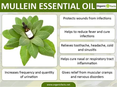 10 Amazing Benefits Of Mullein Essential Oil Organic Facts
