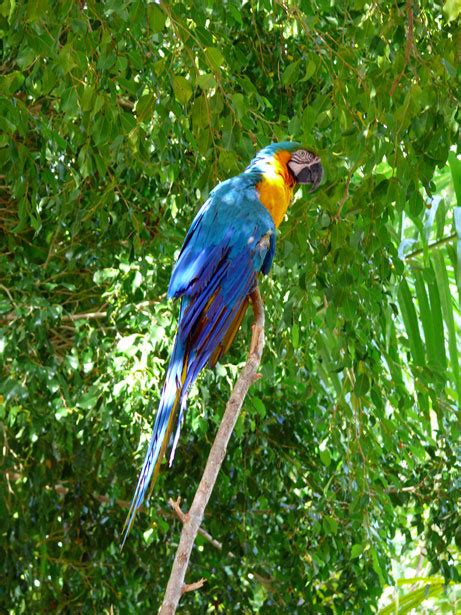 Parrot Free Stock Photo Public Domain Pictures