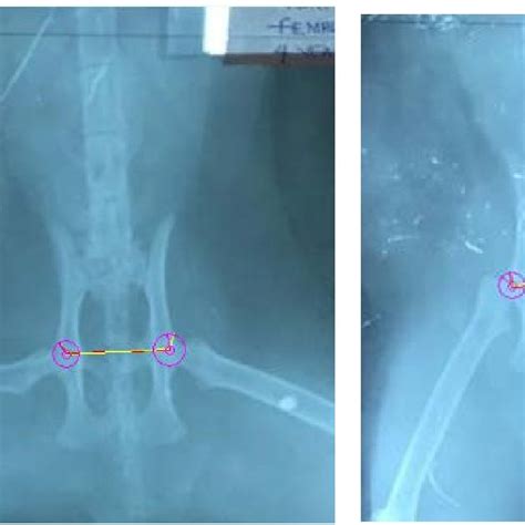 Hip Joint Space Measurement In Domestic Shorthair Cats A Subluxation