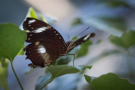 Butterflies 13 Butterfly Melbourne Zoo Gundy Flickr