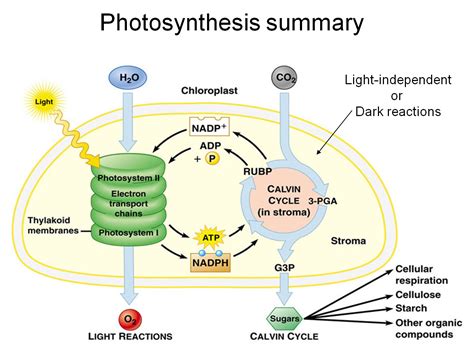 Will Stopping The Light Dependent Phase Of Photosynthesis Affect The