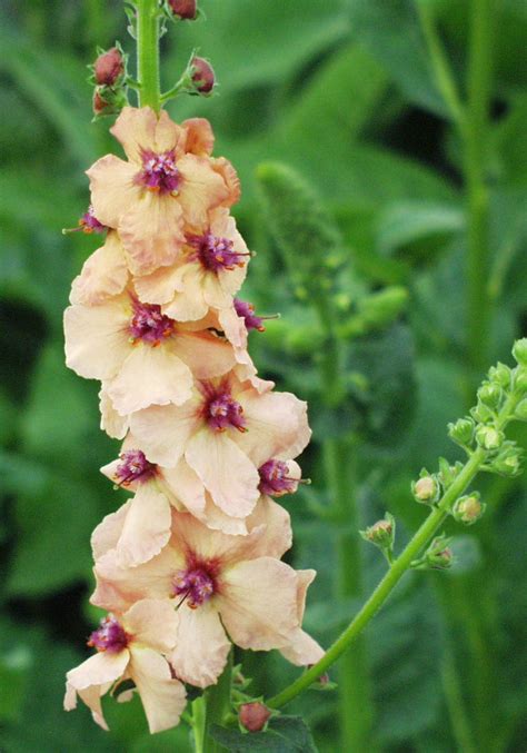 All About Plants And More Verbascum Summer Spikes