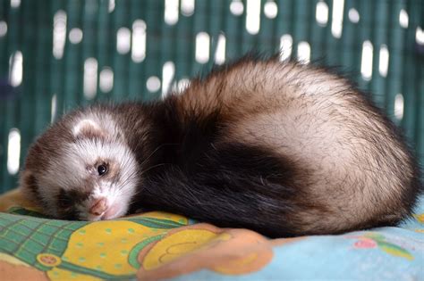 Discover our tips and advice for caring for ferrets as pets. Do Ferrets Make Good Pets? Things You Should Know - Love ...