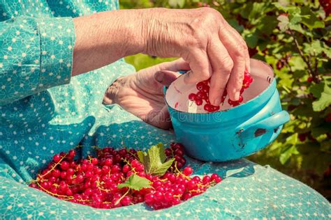 Senior Woman In Her Garden And Homegrown Redcurrants Stock Image