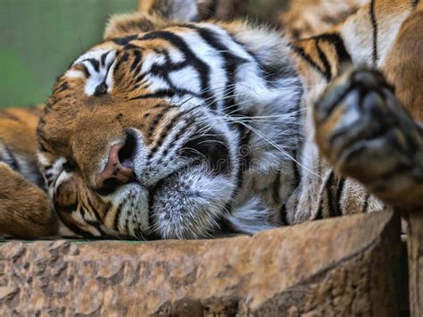 Portrait Of Indochinese Tiger Panthera Tigris Corbetti Sleeping