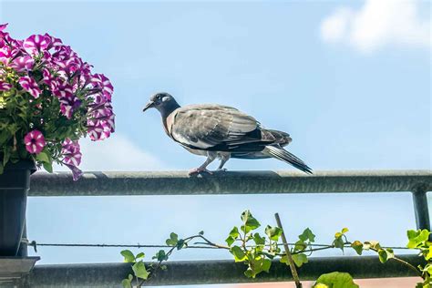 How To Stop Birds Pooping Your Balcony Better Homes And Gardens