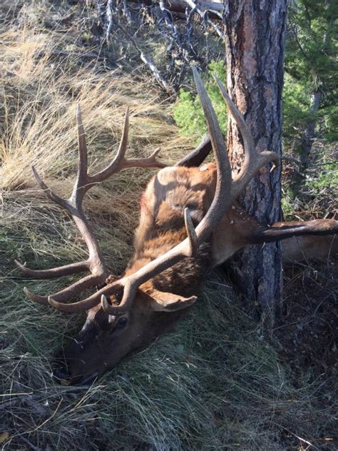 Wow Giant Bull Elk Taken On Public Land By Missoula Hunter Montana