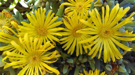 20 Yellow Perennials For Gardens Horticulture Magazine