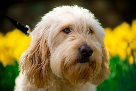 Check spelling or type a new query. Top 10 Best Food For Goldendoodles With Allergies ...