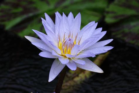 Lily Moon Photograph By Paul Slebodnick