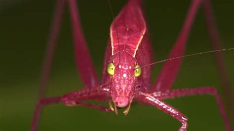 Bbc Earth The Loudest Insect In The World