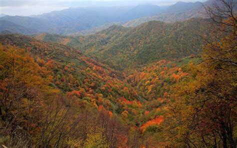 Autumn Foliage In The National Park Of Casentino Forests