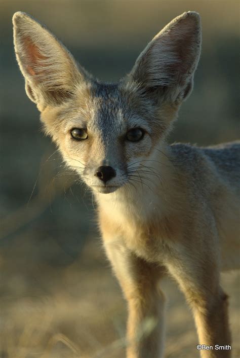 Young Kit Fox At A Den In The Mojave Carachama Flickr