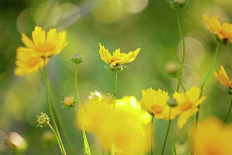 Wildflowers In The Wind Photograph By Toni Hopper Fine Art America