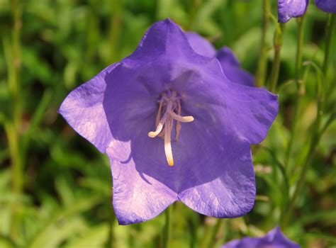 Free Images Petal Botany Flora Wildflower Purple Flower Macro