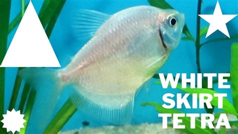 White Skirt Tetra Complete Care Guide 101 Updated 2023