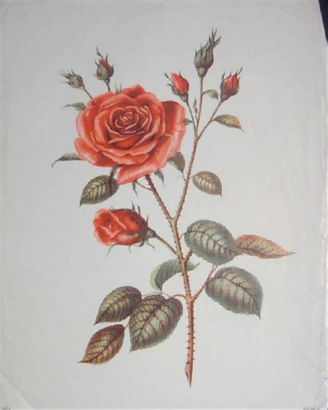 Roses Trio Of Vintage Rose Prints From Carolines Collectibles On Ruby