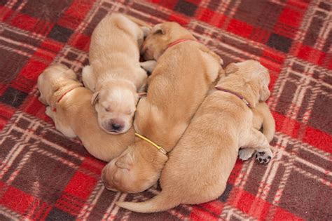 Newborn Golden Retrievers Stock Photos Pictures And Royalty Free Images
