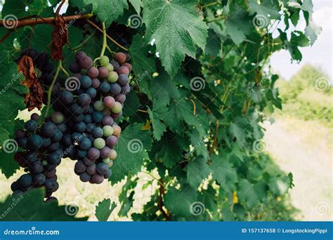 Grapes Growing In Vineyards Green Leaves Background Copy Space Stock