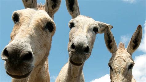 The Strange Connection Between Donkeys Table Tennis And The Chinese