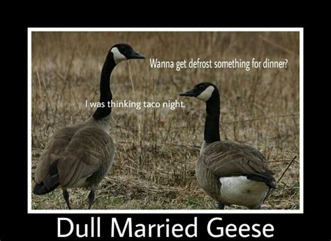 Dull Married Geese Meme So Funny Pinterest Funny Bunnies And Meme
