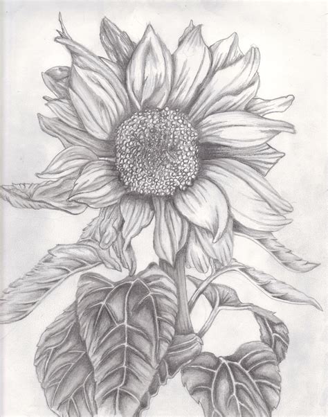 Drawing Practice Sunflower By Josephnorris On Deviantart Sunflower