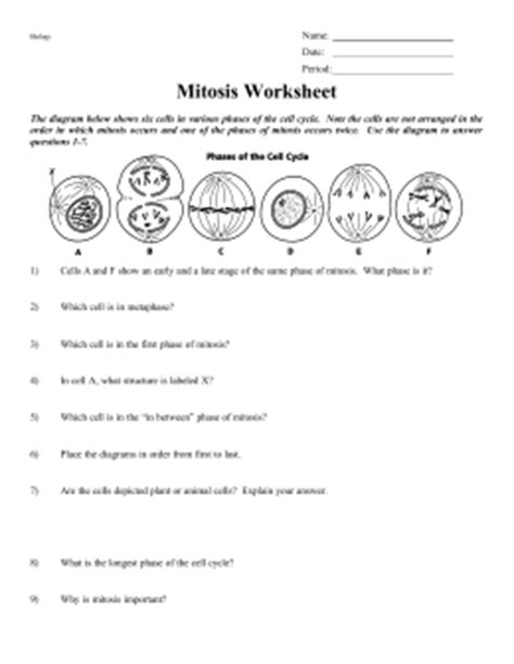 How is meiosis related to sexual reproduction? MITOSIS WORKSHEET
