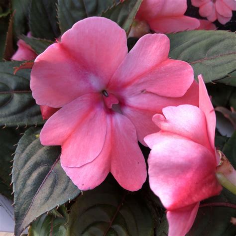 Sunpatiens Compact Blush Pink Impatiens Garden Crossings