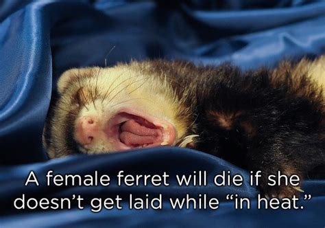 22 Strange Animal Facts That Will Leave You Asking Wtf Wtf Gallery