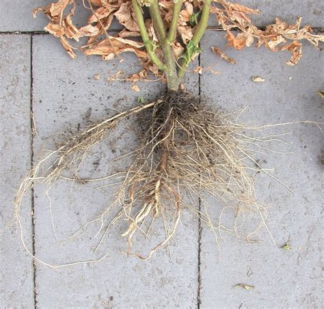How Deep Do Tomato Roots Grow The Definitive Guide Dengarden