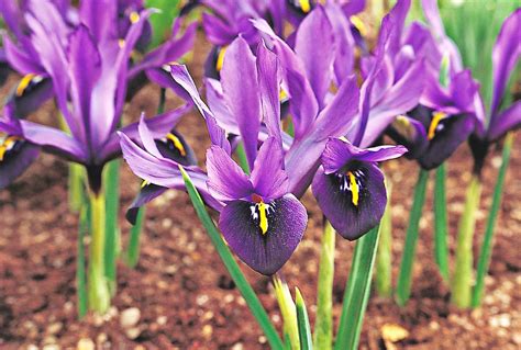 Top 20 What Are Good Flowers To Plant In The Spring