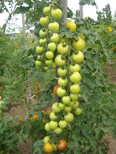 You can find many sites that'll tell you that you can space tomatoes as close as 24 inches, 6 to 9 plants in a 4' x 4', but mine always come out stunted when i do that. The Delicious Truth: How to Make Salsa