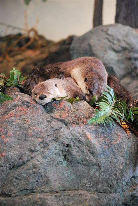 River Otter Exhibit Opens At Aquarium Of The Bay