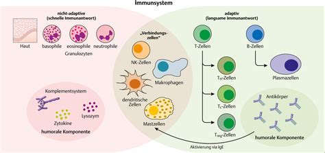Die bestandteile einer zelle und ihre aufgaben. Angeborene und adaptive Immunantwort: Überblick - via ...