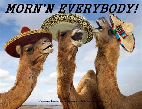 Hump Day Camels Funny Funny Animals With Captions Funny Animal Pictures