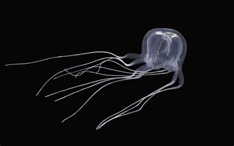 This Newly Discovered Jellyfish Has Eyes And Is Related To The World