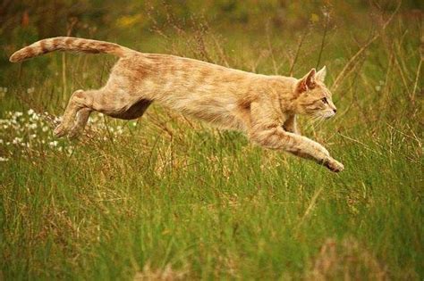 The primordial pouch allows cats to stretch out farther while taking long strides. What is the primordial pouch in cats? | Primordial pouch ...