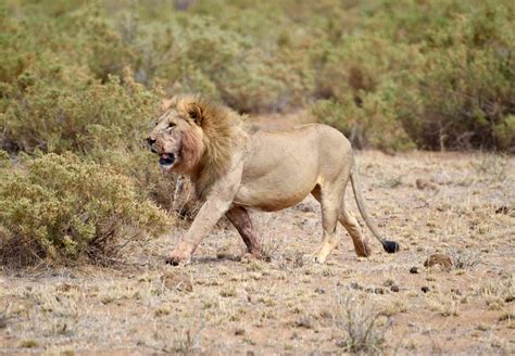 Lion Habitat Ewaso Lions