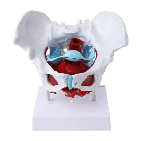 Buy Xiezi Anatomical Model Anatomy Model Of Female Pelvis Pelvic Floor
