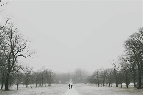Free Images Tree Snow Black And White Fog Mist Morning Weather