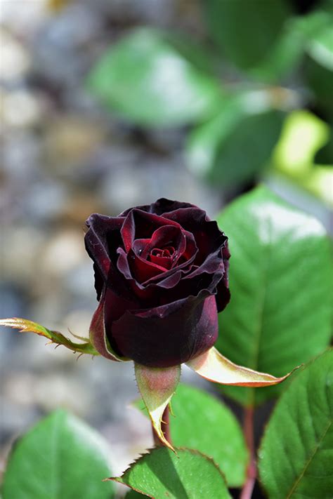 Black Baccara Rose Rosa Black Baccara In Ottawa Gatineau Kanata