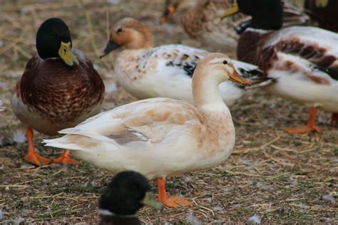 Australian Spotted Ducks Are Bantam Ducks Derived From Crossing Wild