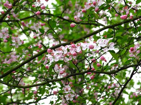 Flowery Tree Spring Flowers Free Nature Pictures By Forestwander