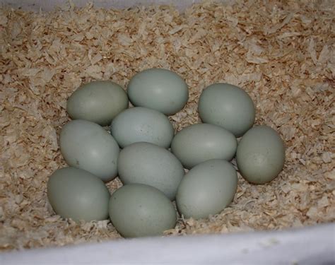 Für eierfarben gelten die gleichen strengen gesetzlichen auflagen wie für lebensmittel. Welche Hühner legen grüne Eier? - Grünleger Hühnerrassen ...