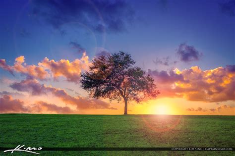 Tree On Hill Sunset Wall Art Hdr Photography By Captain Kimo