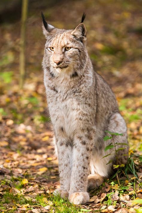 Sitting Lynx Stock Image Image Of Stalk Hunter Outdoor 32320531
