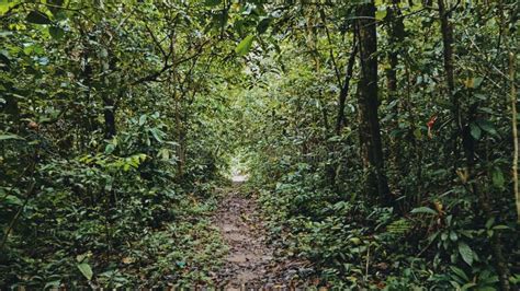 Tropical Rainforest Jungle Path With Lush Vegetation Stock Photo