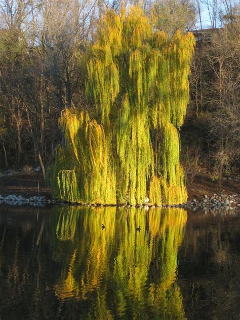 Salix Alba Tristis Wikipedia Salix Alba ´tristis Resistenta