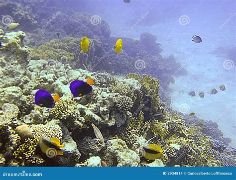 Red Sea Marine Life Stock Images Image 2934814